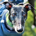 Galgo Vida, ca. 55 cm, ca. 05/2018, 42285 Wuppertal