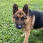 Schäferhund Yacko, 09/2014, ca. 65 cm