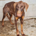 Dobermann Zeus, 04/2021, ca. 70 cm