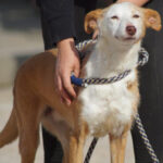 Podenco Pancha, ca. 12/2008, ca. 48 cm