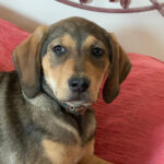 Mischling Lola, ca. 01/2022, ca. 55 cm