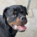 Rottweiler Conan, ca. 02/2016, ca. 70 cm