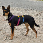 Bodeguero Mischling Otto ca. 07/2021, ca. 40 cm