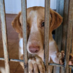 Podenco Mischling Björn, 04/2020, ca. 50 cm