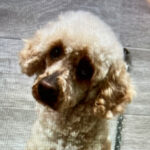 Pudel Mani, 04/2016, ca. 30 cm