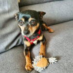 Zwergpinscher Boby, ca. 04/2018, ca. 25 cm