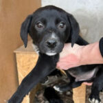 Mischling Joe, 01/2022, Endgröße ca. 50 cm