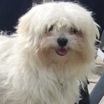 Bichon Malteser Quora, 04/2017, ca. 25 cm, 25764 Süderdeich