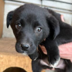 Mischling Fibi, 01/2022, Endgröße ca. 50 cm