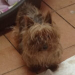 Yorkshire Terrier Philippa, 03/2011, ca. 30 cm