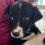 Mischling Jonna, 01/2022, Endgröße ca. 45 cm