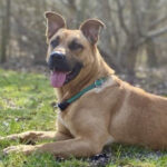 Labrador Schäferhund Mischling Nala, 11/2020, ca. 52 cm, 24641 Sievershütten