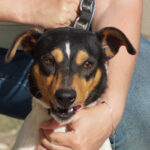 Bodeguero Balono ca. 12/2021, ca. 45 cm