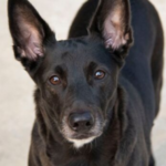 Kelpie Mischling Chloe, 10/2016, ca. 50 cm