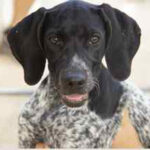 Pointer Mischling Ecco, ca. 04/2021, ca. 60 cm