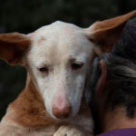 Maneto Tronco, ca. 05/2009, ca. 30 cm