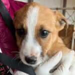 Mischling Casper, 01/2022, Endgröße ca. 45 cm