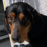 Bracke Inga, 03/2018, ca. 55 cm, 53359 Rheinbach