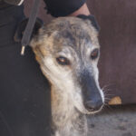 Galgo Celina, 06/2014, ca. 60 cm