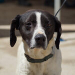 Mischling Jim, ca. 04/2019, ca. 50 cm