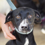 Mischling Negro, ca. 04/2020, ca. 50 cm