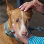 Podenco Luna, 09/2009, ca. 40 cm