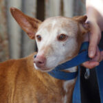 Podenco Gülza, 03/2012, ca. 40 cm