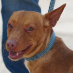 Podenco Maneto Mendrugo, 04/2016, ca. 35 cm