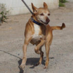 Podenco Perla, ca. 08/2014, ca. 40 cm