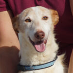 Podenco Chispa, 12/2008, ca. 50 cm