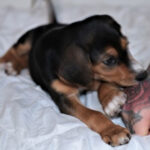 Mischling Lisbeth, 02/2022, Endgröße ca. 45 cm, 24222 Schwentinental