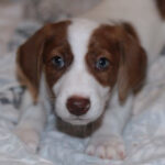 Mischling Boy, 02/2022, Endgröße ca. 45 cm, 24222 Schwentinental