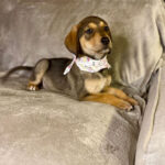 Mischling Liza, ca. 01/2022, ca. 55 cm