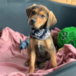 Mischling Paul, ca. 01/2022, Endgröße ca. 50-55 cm