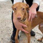 Podenco Ringo, ca. 03/2021, ca. 40 cm
