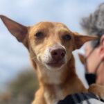 Podenco Jasmine, 07/2021, ca. 40 cm
