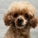 Toy Pudel Salvatore, ca. 07/2016, ca. 29 cm, 61381 Friedrichsdorf