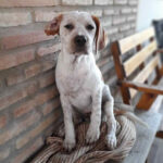 Mischling Roy, ca. 12/2021, ca. 50 cm