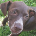 Mischling Isa ca. 12/20201 ca. 50 cm