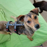 Mischling Janna, 09/2021, Endgröße ca. 40 cm