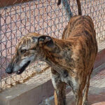 Galgo Bimba, ca. 08.2019, ca. 63 cm