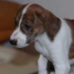 Mischling Lonni, 02/2022, Endgröße ca. 45 cm, 24222 Schwentinental