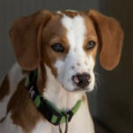 Mischling Linux, 12/2020, ca. 42 cm