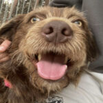 Drahthaar Manolo, 01/2020, ca. 57 cm