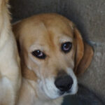 Beagle Resi, ca. 01/2019, ca. 40 cm