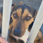 Mischling Luisa, 12/2021, Endgröße ca. 45 cm