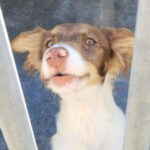 Mischling Penny, 12/2021, ca. 40 cm