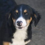 Mischling Howie, 12/2021, ca. 40cm