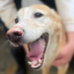 Podenco Simba, 02/2017, ca. 50 cm, 59439 Holzwickede