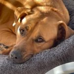 Mischling Helio, 11/2016, 60 cm, 12159 Berlin